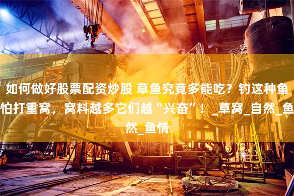 如何做好股票配资炒股 草鱼究竟多能吃？钓这种鱼不怕打重窝，窝料越多它们越“兴奋”！_草窝_自然_鱼情